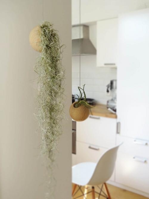 Фиалки в интерьере гостиной. Оформление интерьера с помощью комнатных растений