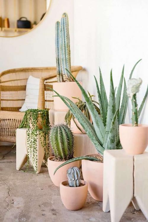 Фиалки в интерьере гостиной. Оформление интерьера с помощью комнатных растений