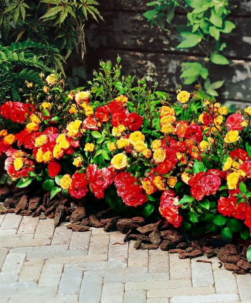 Оформление клумб на дачном участке. Оформление клумб — 115 фото лучших вариантов оформления клумб своими руками