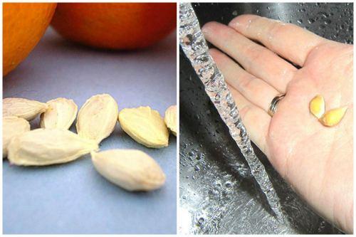 Апельсиновое дерево. Размножение комнатного апельсина