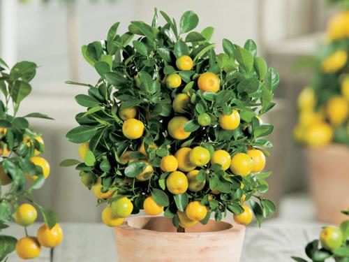 Цитрофортунелла. Уход за цитрофортунеллой в домашних условиях