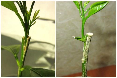 Апельсиновое дерево. Размножение комнатного апельсина