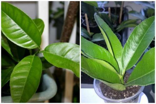 Апельсиновое дерево. Размножение комнатного апельсина