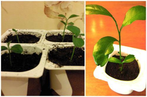 Апельсиновое дерево. Размножение комнатного апельсина