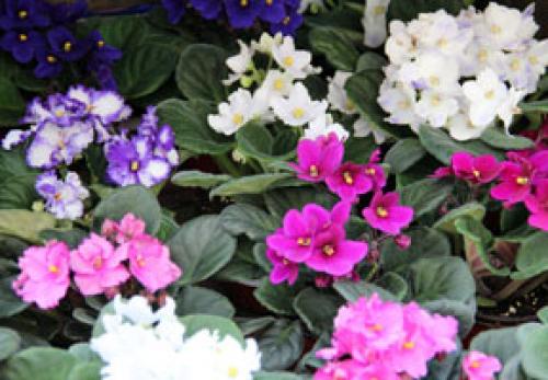 Фиалка в интерьере комнаты. Сенполия в интерьере: разнообразие современных сортов фиалок