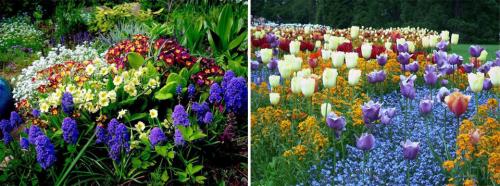 Долгоцветущие многолетники для сада. Многолетние цветы для дачи