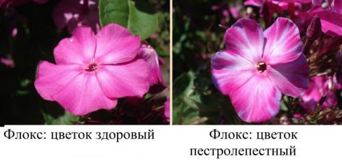 Флоксы — морфологическое описание, виды и вариации, выращивание и посадка + 106 фото