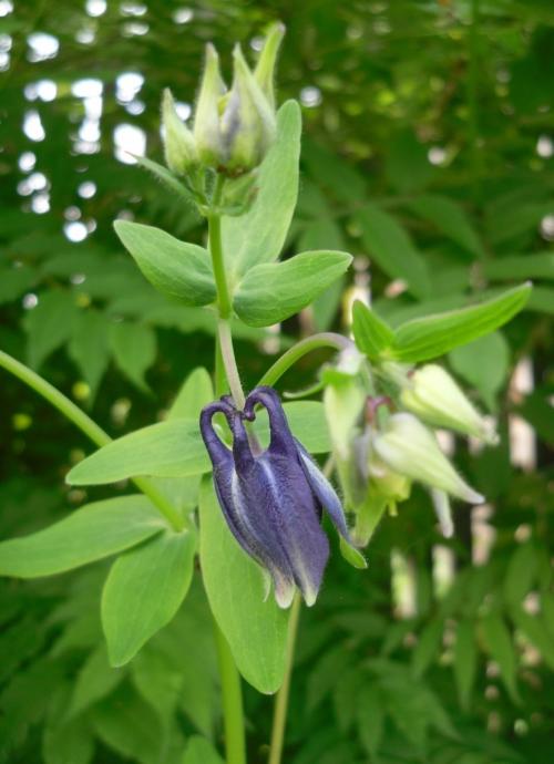 Аквилегия — где садить, как ухаживать, чем удобрять и как размножить + 78 фото