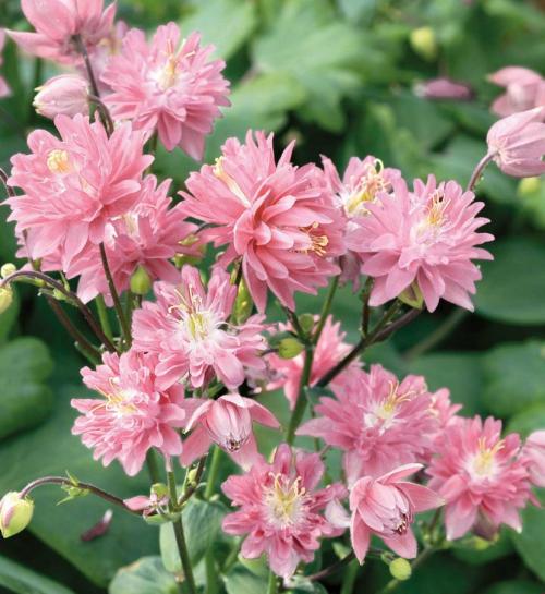 Аквилегия — где садить, как ухаживать, чем удобрять и как размножить + 78 фото