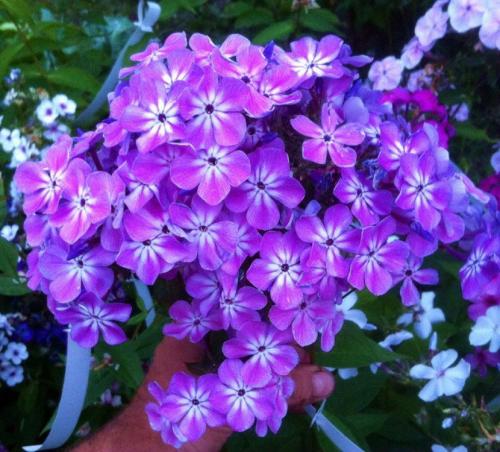 Флоксы — морфологическое описание, виды и вариации, выращивание и посадка + 106 фото