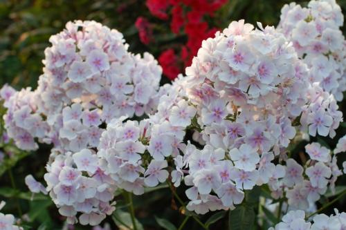 Флоксы — морфологическое описание, виды и вариации, выращивание и посадка + 106 фото