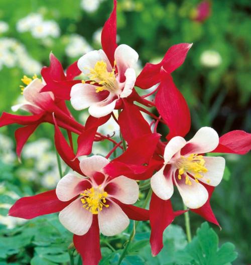 Аквилегия — где садить, как ухаживать, чем удобрять и как размножить + 78 фото