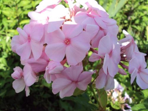 Флоксы — морфологическое описание, виды и вариации, выращивание и посадка + 106 фото