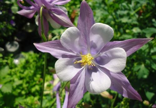 Аквилегия — где садить, как ухаживать, чем удобрять и как размножить + 78 фото