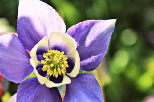 Аквилегия — где садить, как ухаживать, чем удобрять и как размножить + 78 фото