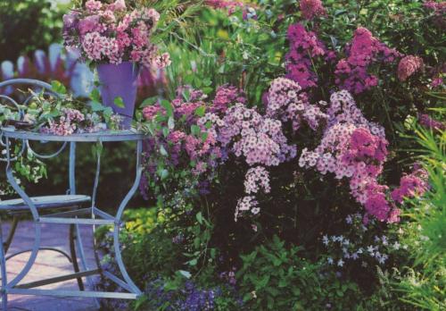 Флоксы — морфологическое описание, виды и вариации, выращивание и посадка + 106 фото