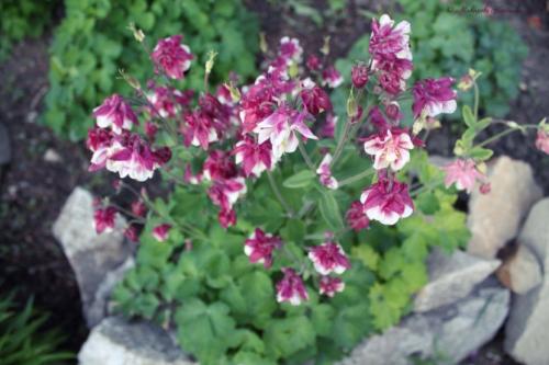 Аквилегия — где садить, как ухаживать, чем удобрять и как размножить + 78 фото