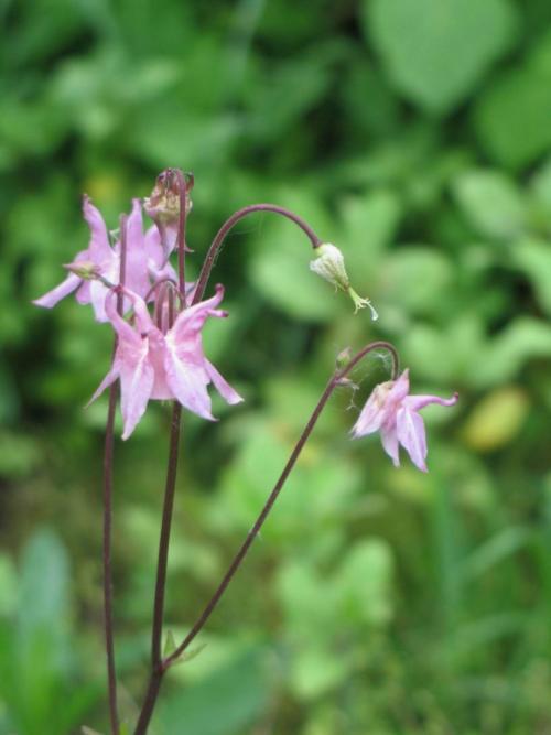 Аквилегия — где садить, как ухаживать, чем удобрять и как размножить + 78 фото