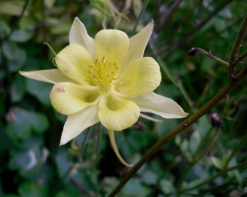 Аквилегия — где садить, как ухаживать, чем удобрять и как размножить + 78 фото