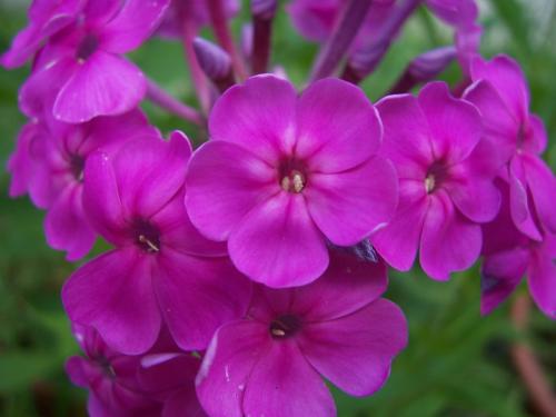 Флоксы — морфологическое описание, виды и вариации, выращивание и посадка + 106 фото