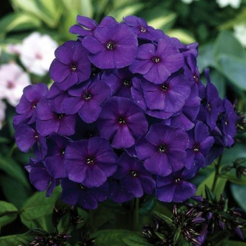 Флоксы — морфологическое описание, виды и вариации, выращивание и посадка + 106 фото