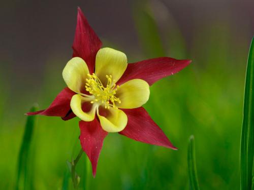 Аквилегия — где садить, как ухаживать, чем удобрять и как размножить + 78 фото