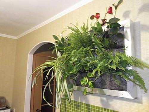 Фитостена в интерьере кухни. Изготовление фитостены из фитомодулей своими руками. Как сделать из искусственных и живых растений?