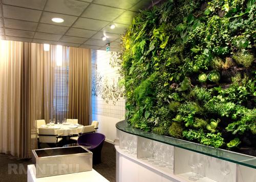 Фитостена, что это такое. Вертикальное озеленение интерьеров