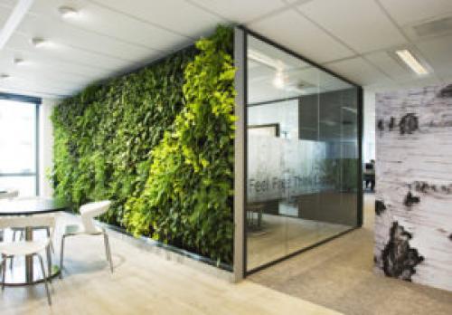 Фитостена в интерьере кухни. Изготовление фитостены из фитомодулей своими руками. Как сделать из искусственных и живых растений?