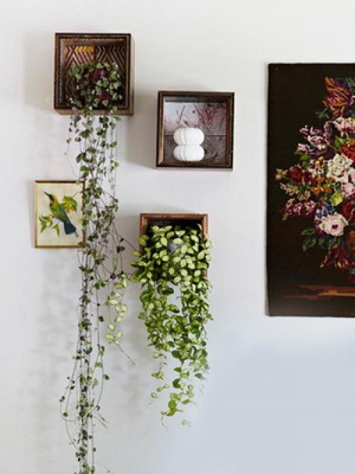 Комнатные цветы на стене. Размещение цветов в интерьере на стенах