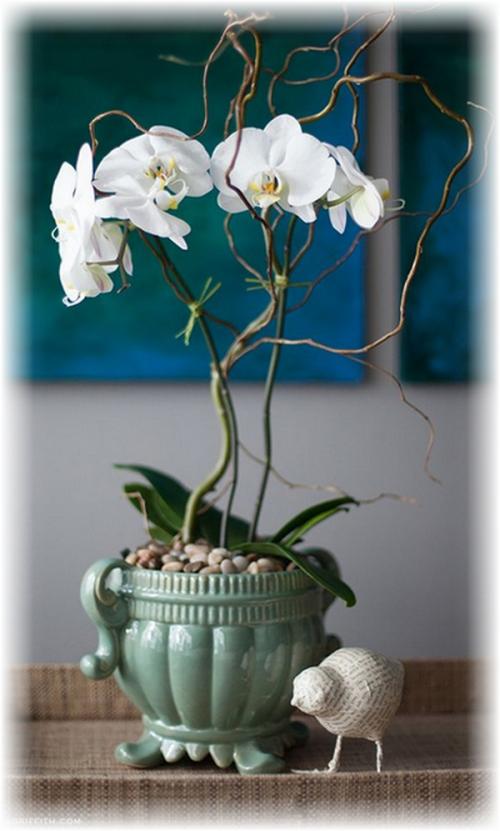 Орхидея в интерьере жилого дома. Украшение дома орхидеями, орхидеи в интерьере