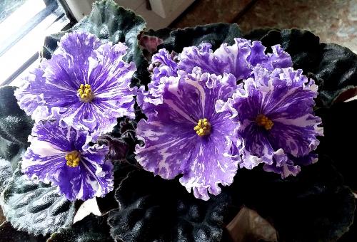 Фиалки в интерьере дома. Ботаническое описание фиалок