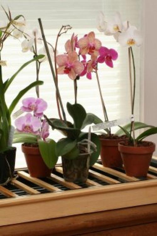 Алоэ в интерьере квартиры. Оформление интерьера растениями