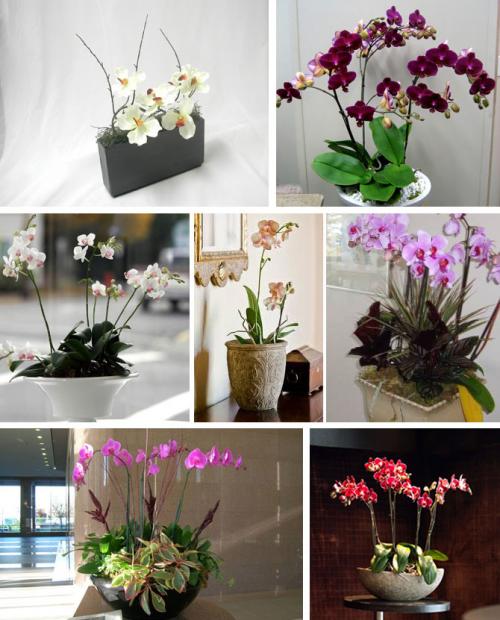 Орхидея в интерьере квартиры. Орхидеи в интерьере: элегантные и нежные