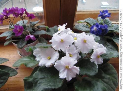 Фиалки в интерьере квартиры украшение и польза. Фиалки в моей квартире