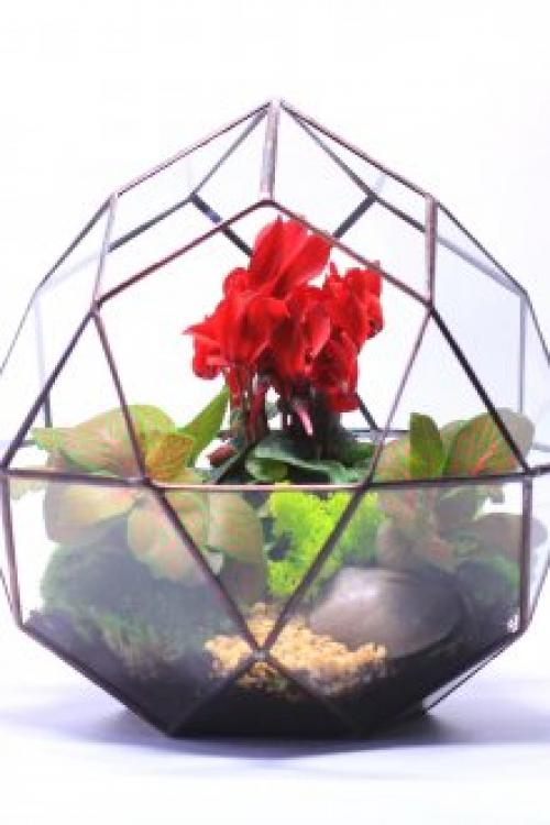 Алоэ в интерьере квартиры. Оформление интерьера растениями