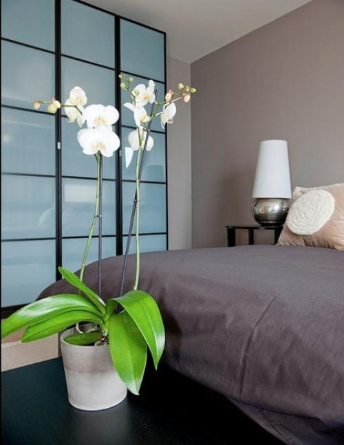 Орхидея в интерьере квартиры. Орхидеи в интерьере: элегантные и нежные