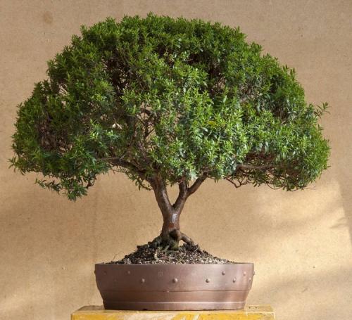 Цветы в интерьере гостиной. Растения в интерьере гостиной: дизайнерские решения с оригинальным подходом