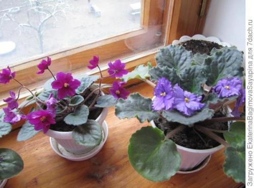 Фиалки в интерьере квартиры украшение и польза. Фиалки в моей квартире