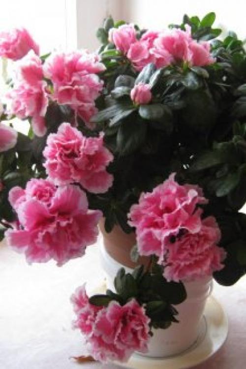 Алоэ в интерьере квартиры. Оформление интерьера растениями