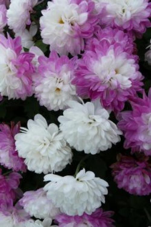 Алоэ в интерьере квартиры. Оформление интерьера растениями