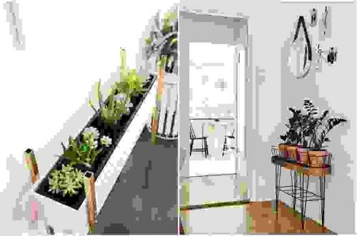 Алоэ в интерьере офиса. Растения в интерьере прихожей