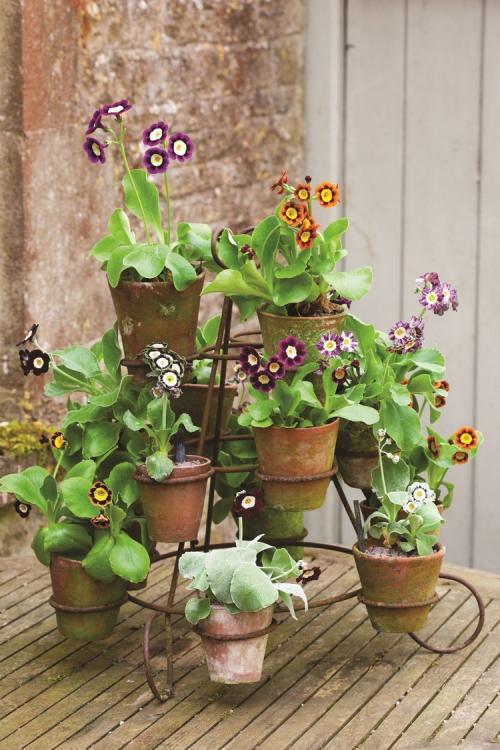 Цветы в интерьере гостиной. Растения в интерьере гостиной: дизайнерские решения с оригинальным подходом