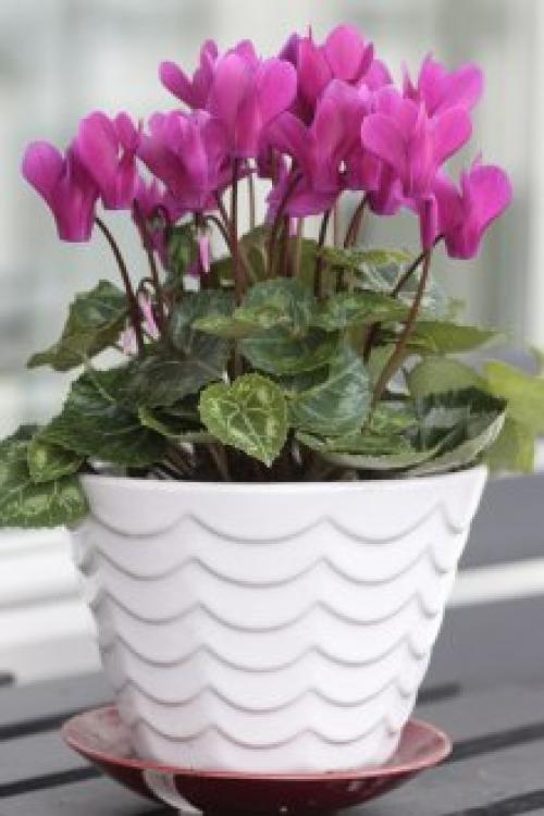 Алоэ в интерьере квартиры. Оформление интерьера растениями