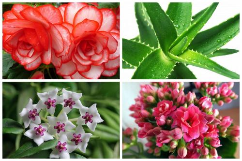 Какие цветы поставить в зале. Кухня