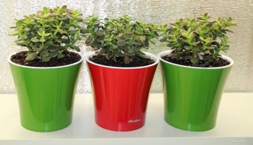 Толстянка или денежное дерево, как формировать крону. Способы обрезания растения