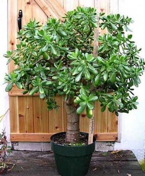 Формирование кроны крассулы. Формирование кроны прищипыванием