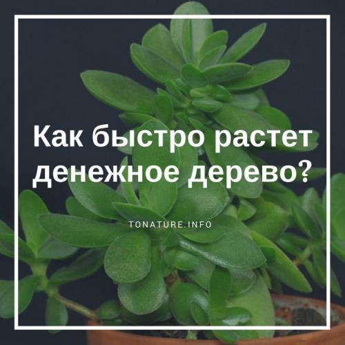 Как быстро растет денежное дерево?