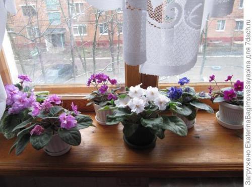 Фиалки в интерьере квартиры украшение и польза. Фиалки в моей квартире