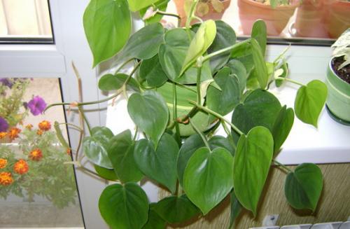 Растения в квартире дизайн. Правила размещения растений в квартире при озеленении интерьера